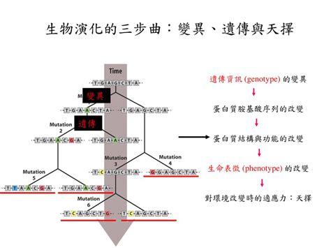 分歧型天擇|指改變⽣物體的遺傳「特徵，使他能夠在特定⽣活環境中⽣存繁殖。